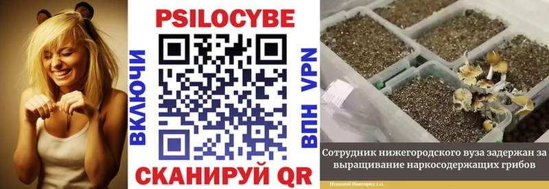 Псилоцибиновые грибы Psilocybe  Кирсанов 
